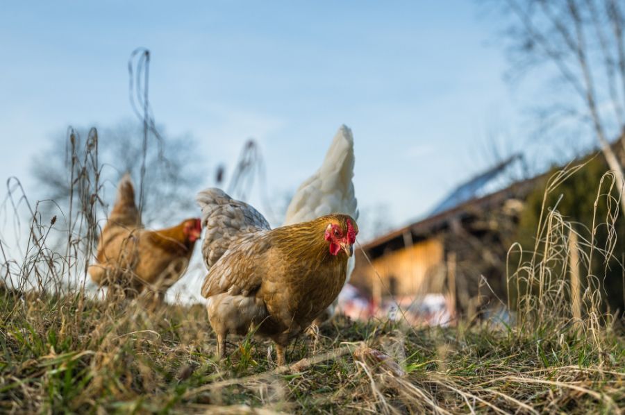 Zdravá a spokojená slepička dává dokonale dobrá vajíčka